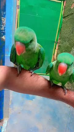 Raw Parrot & Ringneck for sale