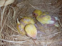 red eyes lutino lovebirds chicks for sale (1800 per piece)