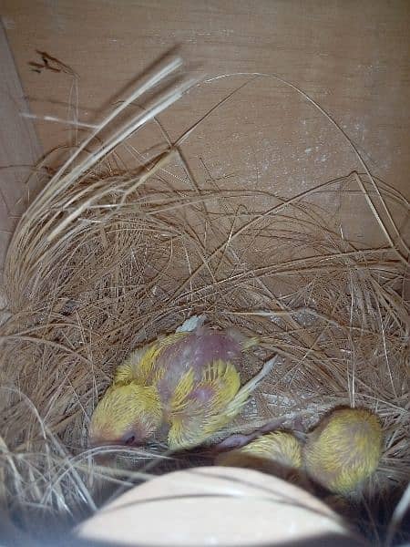 red eyes lutino lovebirds chicks (1800 per piece) and cages for sale 1