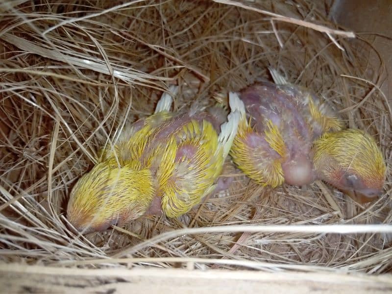 red eyes lutino lovebirds chicks (1800 per piece) and cages for sale 2