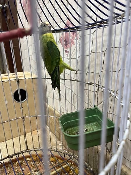 green parrot 4
