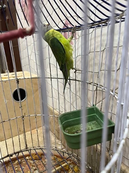 green parrot 5