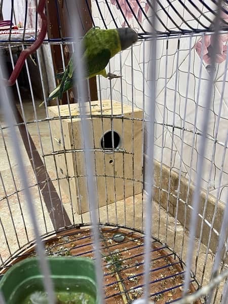 green parrot 6