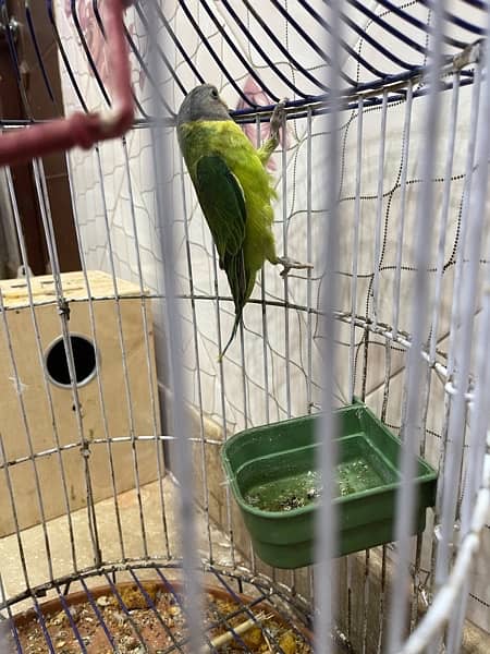 green parrot 10