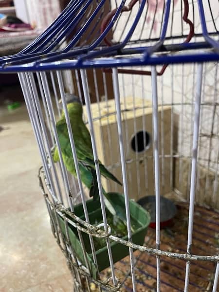 green parrot 13