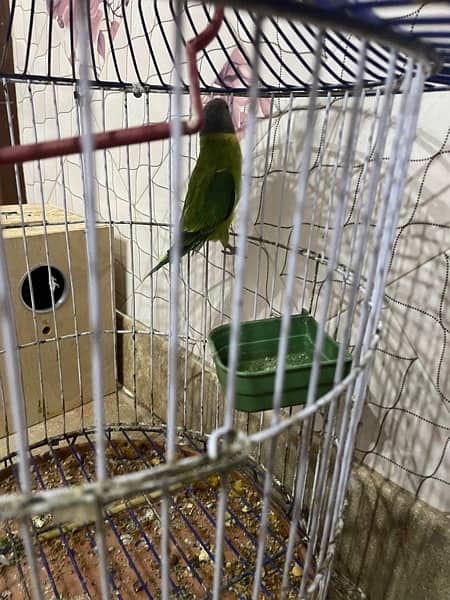 green parrot 14