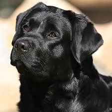 Black Beautiful Labrador for sale 0