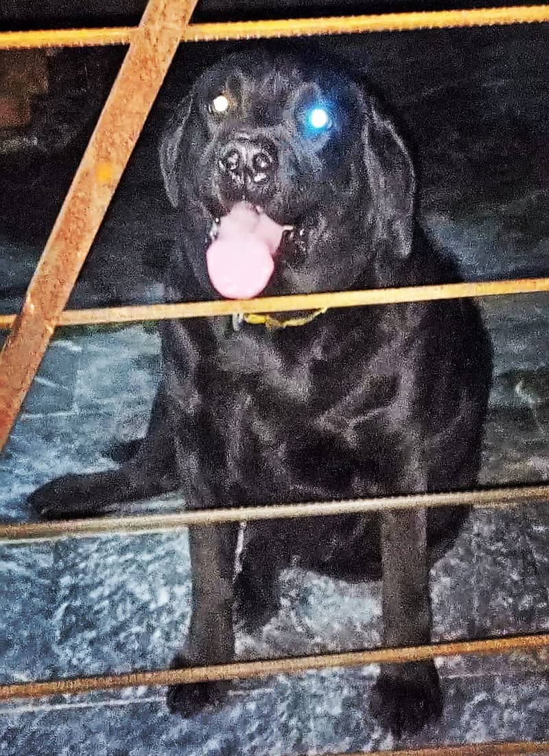 Black Beautiful Labrador for sale 1