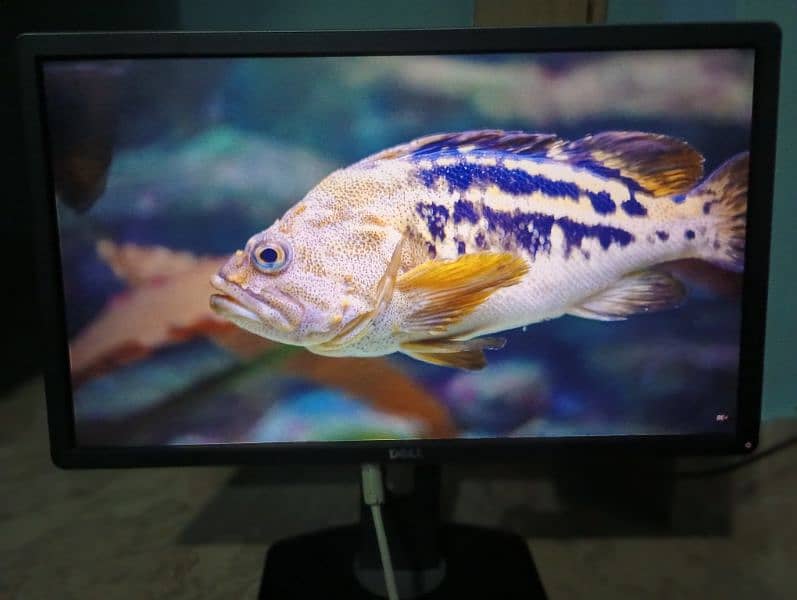 Dell P2414HB Full HD 24 inch LED Backlit Monitor 1