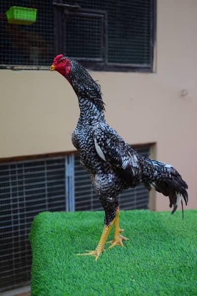 Shamo Bird white & Black for Sale 0