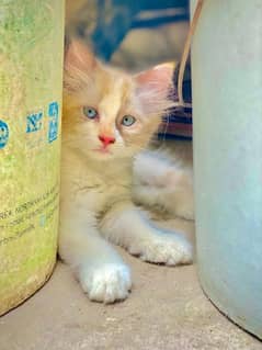 Blue Eyes Persian Kitten For Sale 0