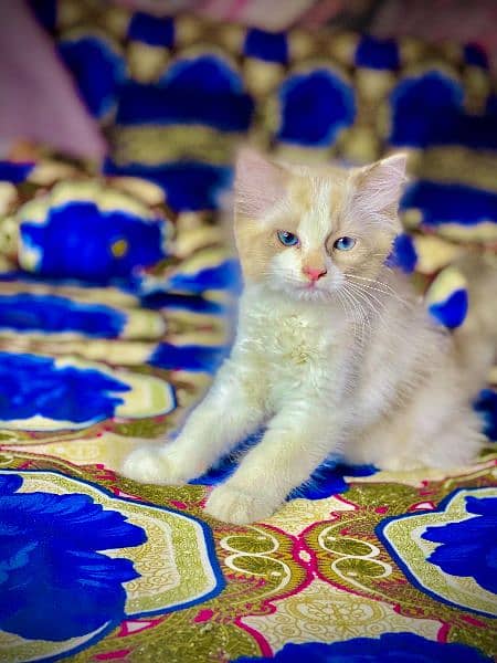 Blue Eyes Persian Kitten For Sale 1