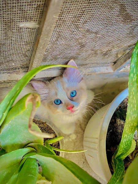 Blue Eyes Persian Kitten For Sale 2