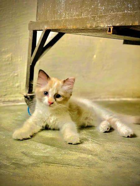 Blue Eyes Persian Kitten For Sale 4