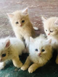 cat for sale/pershian /punch face pershian cat/triple coated kittens