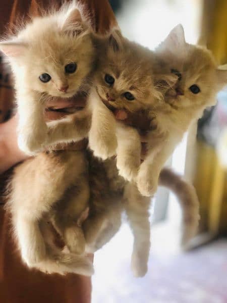cat for sale/pershian /punch face pershian cat/triple coated kittens 1