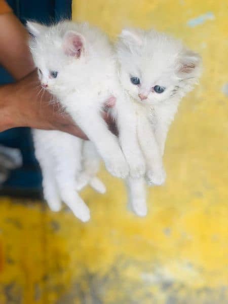 cat for sale/pershian /punch face pershian cat/triple coated kittens 2