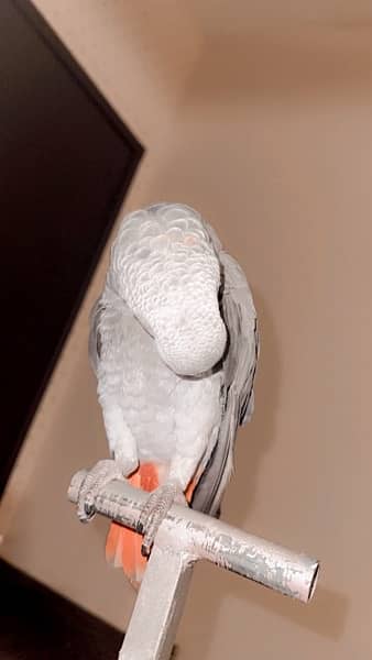 Grey parrot 1
