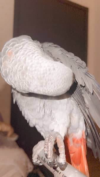 Grey parrot 2