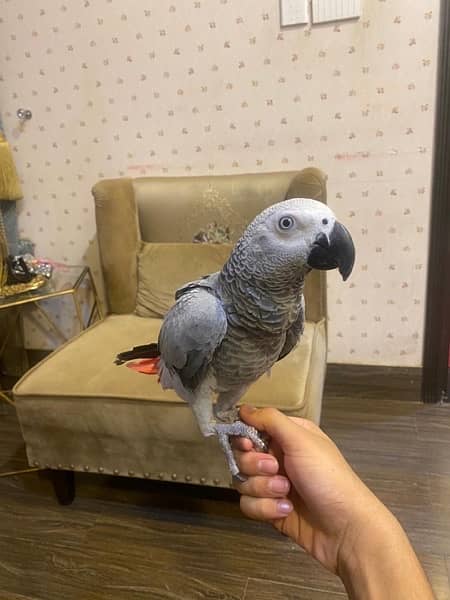 Grey parrot 3