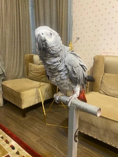 Grey parrot 4
