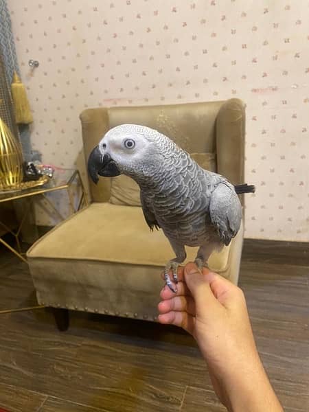 Grey parrot 5