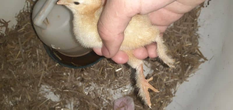 golden buff chicks for sale 3