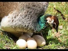 Peacock Egg Fresh for seal 0