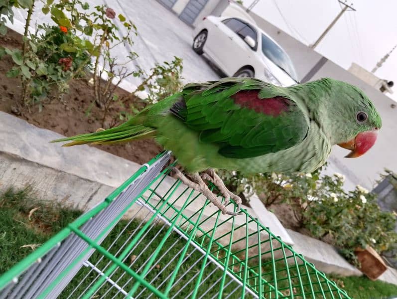 Healthy Raw parrot with cage 1
