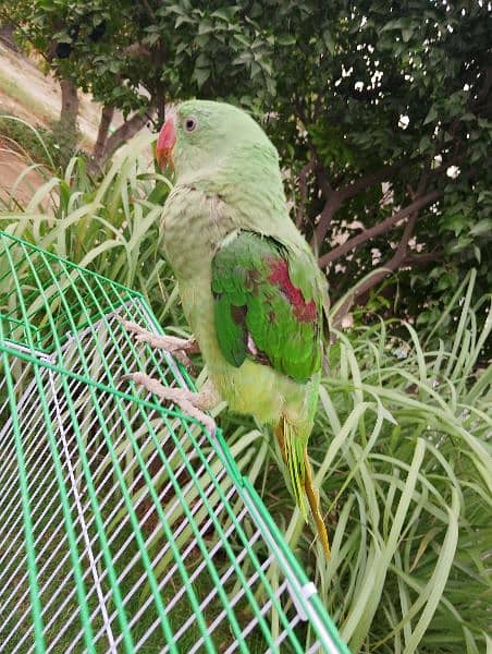 Healthy Raw parrot with cage 2