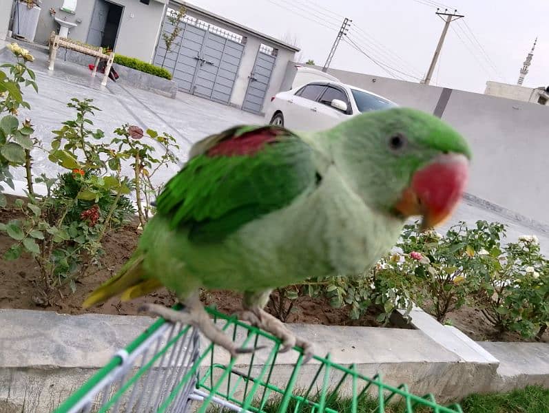 Healthy Raw parrot with cage 3