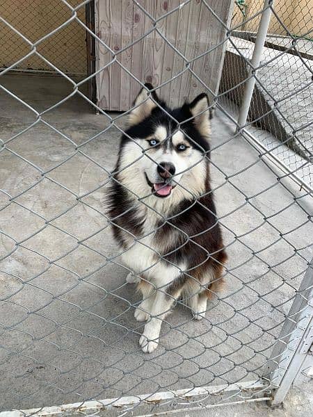 Siberian Husky 1