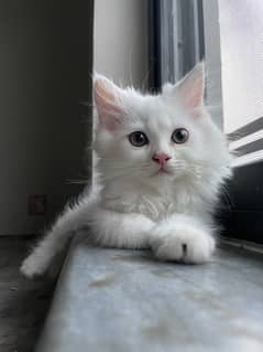 Male Persian Kitten 0