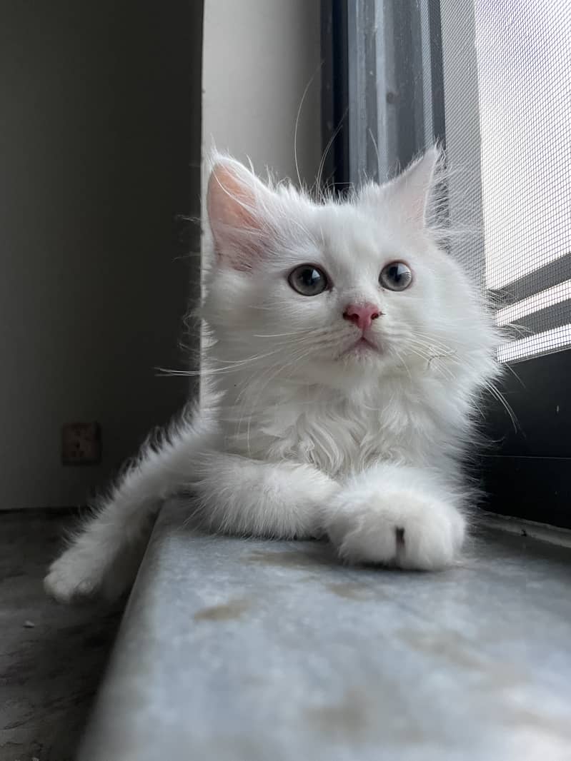 Male Persian Kitten 1