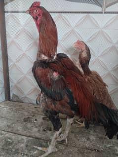 Aseel breeder and chicks 0