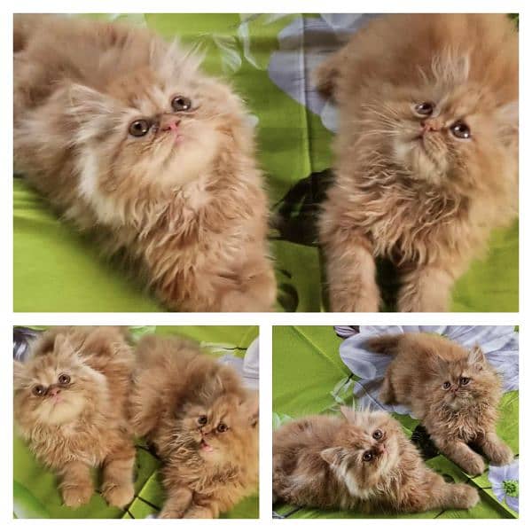 Adorable Kittens | Persian Kitten | Peke Kitten 3