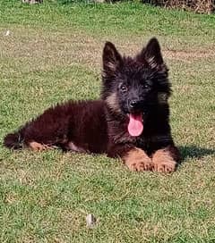 German shepherd puppy male age 2 month for sale 0
