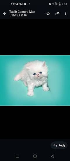Persian pike kitten 0