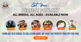 Australorp, Golden Misri, Lohmann Brown & Rir are available (All ages)