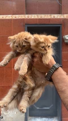 Persian kittens pair male/female