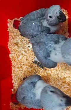 African gray parrot chicks for sale 0317.1652. 971