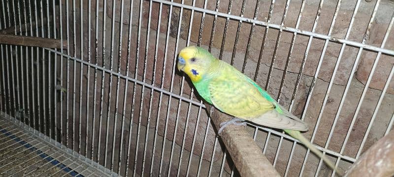 parrot 1