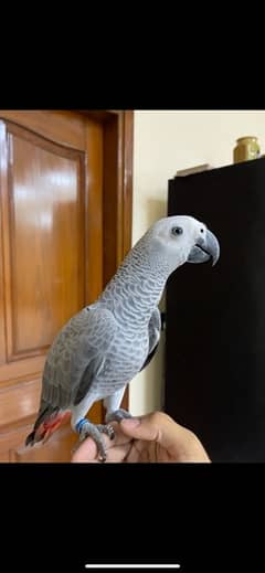 African Grey parrot 1 Year Patha silver col look like female no dna