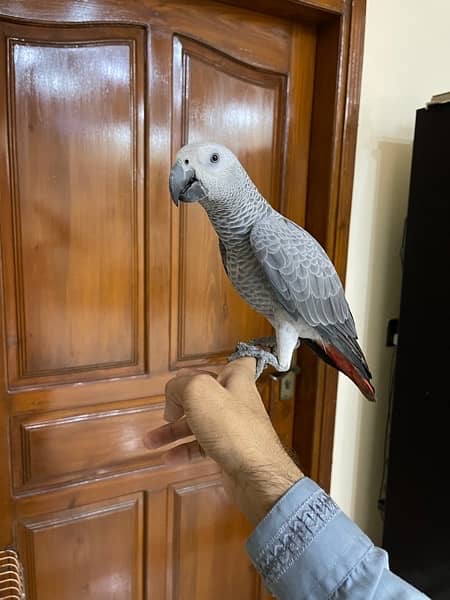 African Grey parrot 1 Year Patha silver col look like female no dna 1