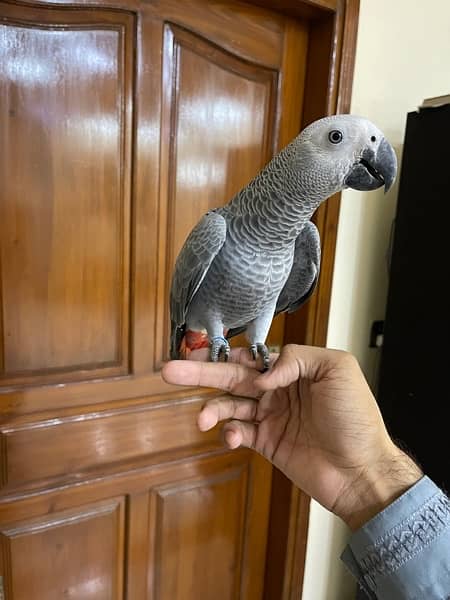African Grey parrot 1 Year Patha silver col look like female no dna 2