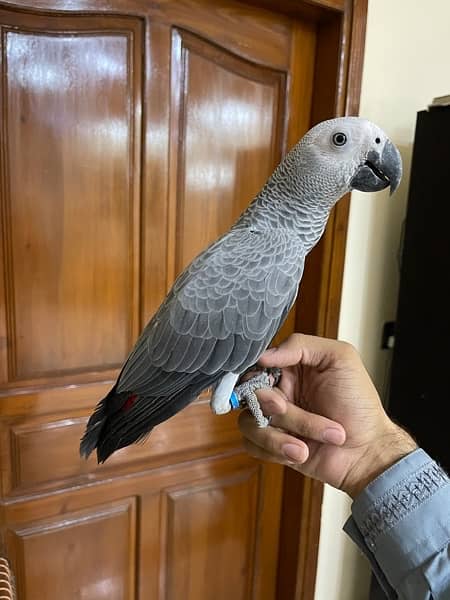 African Grey parrot 1 Year Patha silver col look like female no dna 3