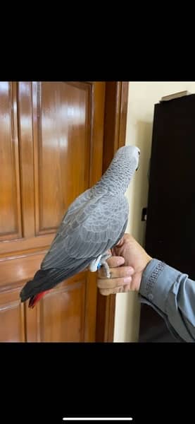 African Grey parrot 1 Year Patha silver col look like female no dna 4