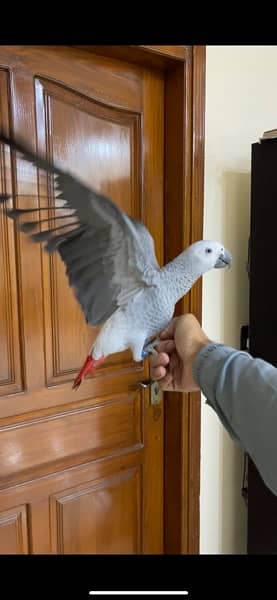 African Grey parrot 1 Year Patha silver col look like female no dna 5