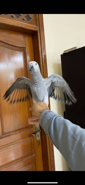 African Grey parrot 1 Year Patha silver col look like female no dna 6