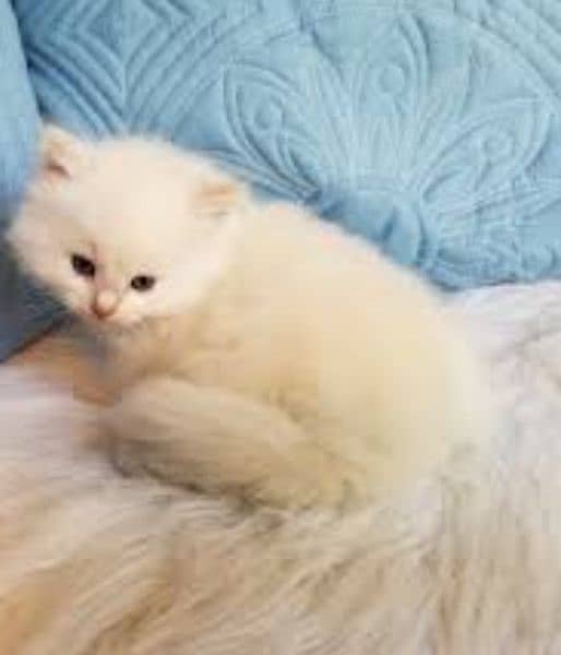 Persian tripple coated heavy furr available 1